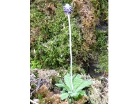 Primula apoclita