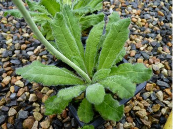 Primula apoclita