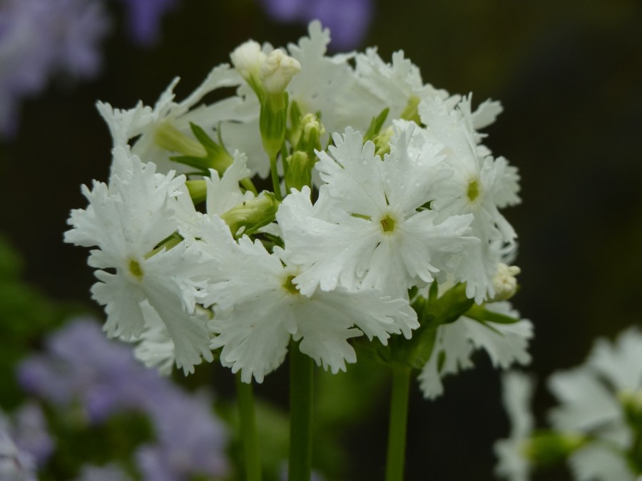 Primula SNOWBIRD