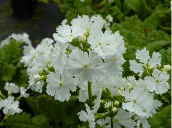 Primula SNOWBIRD