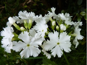 Primula SNOWBIRD