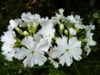 Primula SNOWBIRD