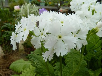 Primula SNOWBIRD