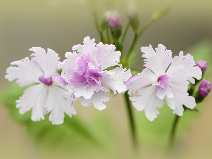 Primula sieboldii 'Taki Meki'.