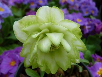 Helleborus x hybridus Gefüllt Grün und Weiss