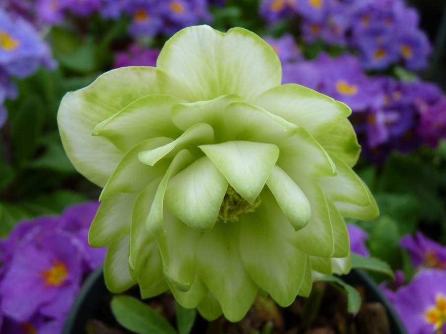 Helleborus x hybridus Gefüllt Grün und Weiss