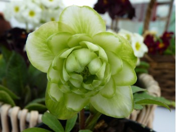 Helleborus x hybridus double vert et blanc