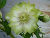 Rose de Carême - Fleurs doubles blanc et vert