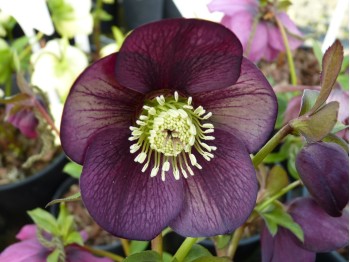 Helleborus x hybridus Picotee Dunkel