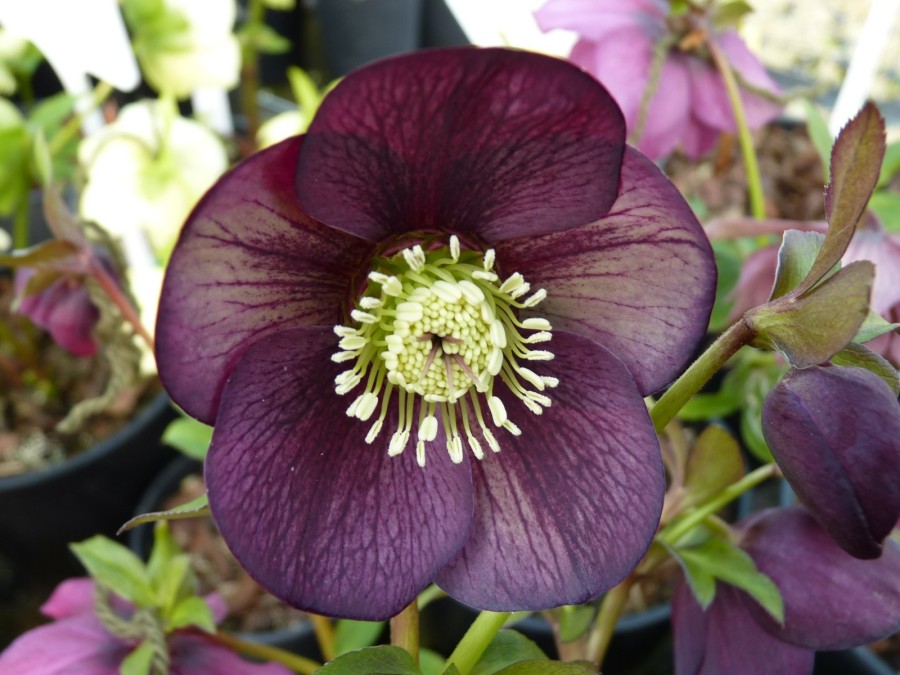 Helleborus x hybridus Picotee Dunkel