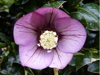 Helleborus x hybridus 'Barnhaven Hybrids' Single picotee dark shades