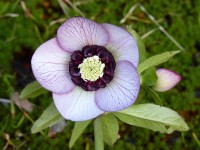 Helleborus x hybridus 'Barnhaven Hybrids' Single picotee dark shades