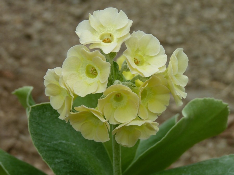 Primula auricula 'Pale yellow'