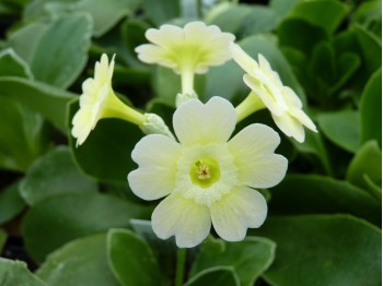 BARNHAVEN BORDER AURICULA - Jaune pâle