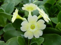 BARNHAVEN BORDER AURICULA - Jaune pâle