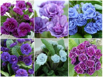 Collection of double primroses - blue, purple, pink