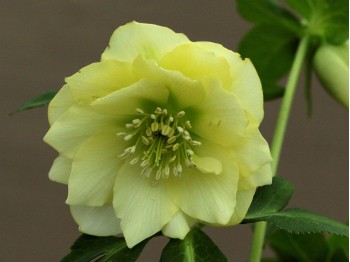 Double yellow hellebore plant