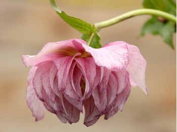 Double light pink hellebore