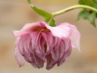 Double light pink hellebore