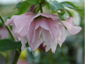 Helleborus x hybridus gefüllt rosa