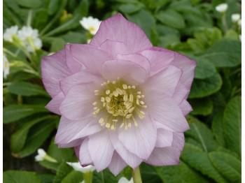 Lenten rose double pink