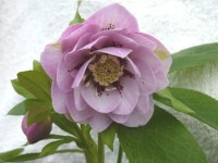 Light pink double hellebore