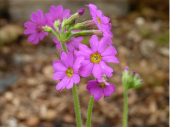 Primula polyneura