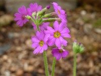 Primula polyneura