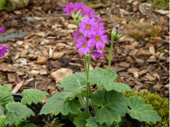 Primula polyneura