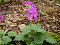 Primula polyneura