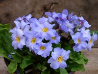 Primula x juliae BLUE JULIANAS