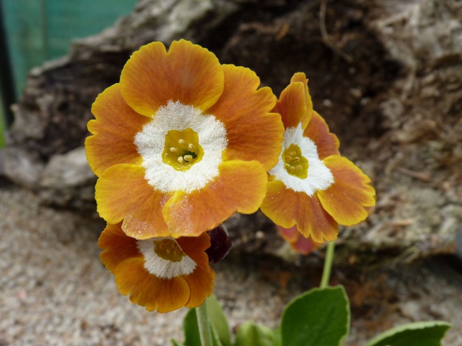 primula auricula barnhaven border auricula orange