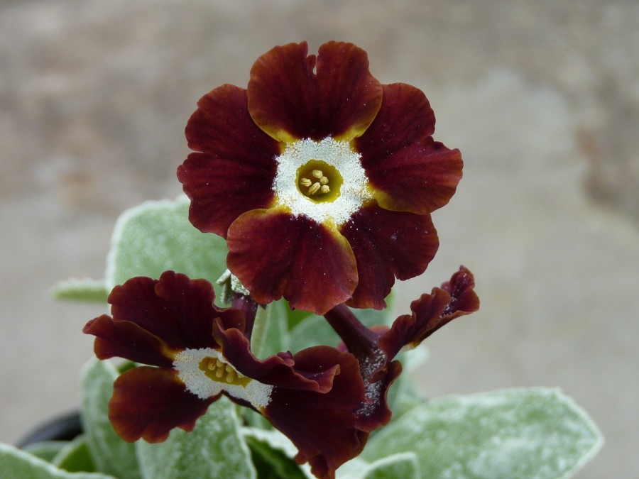 Brown border auriculas