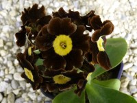 Primula auricula marron.