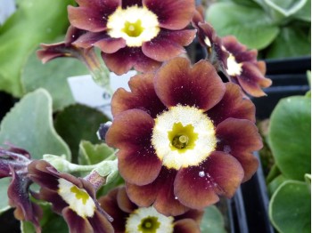 Primula auricula marron.