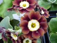 Border auricula marron