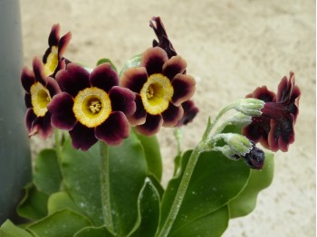 BARNHAVEN BORDER AURICULAS - Marron