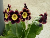 Garden auricula brown