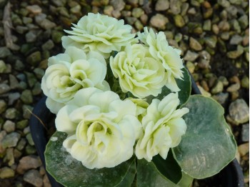 Primula auricula 'Barnhaven gefüllte Crema'