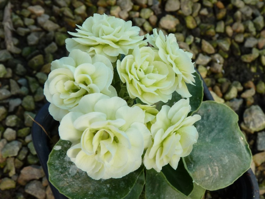 Primula auricula 'Barnhaven gefüllte Crema'