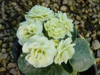 Primula auricula x 'Barnhaven double crème'