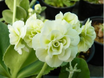 BARNHAVEN DOUBLE AURICULA - Cream shades