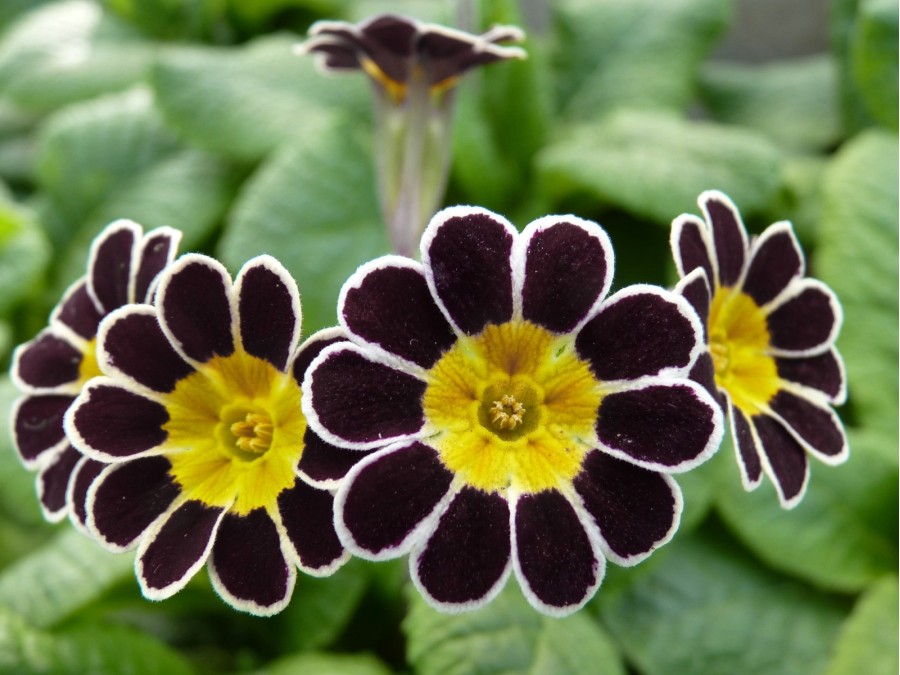 PRIMULA SILVER LACED POLYANTHUS