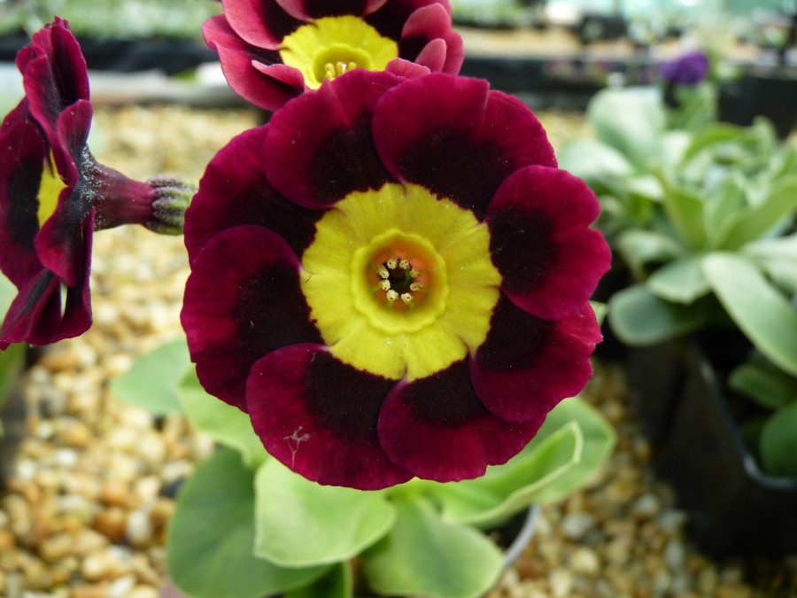 Primula auricula 'Erica'.