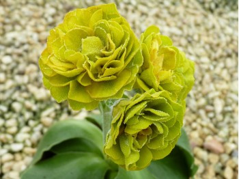 Primula auricula 'Piccalili'.