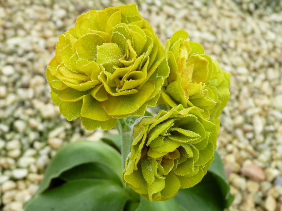 Primula auricula 'Piccalili'.