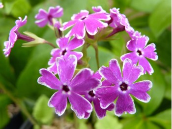 Primula sieboldii NANKIN KOZAKURA