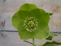 Helleborus x hybridus 'Barnhaven Hybriden'- Grün