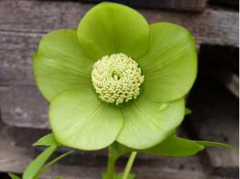 Helleborus x hybridus 'Barnhaven hybrids' Single Green shades