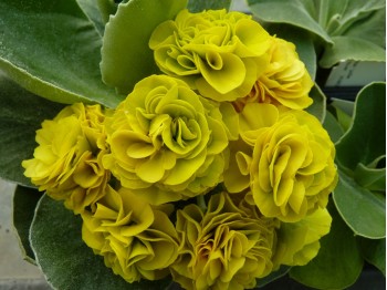 Primula auricula 'Bitter Lemon'